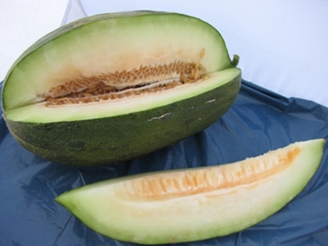 Piel de sapo type melon 52-148 p1